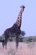 Giraffa a Zakouma